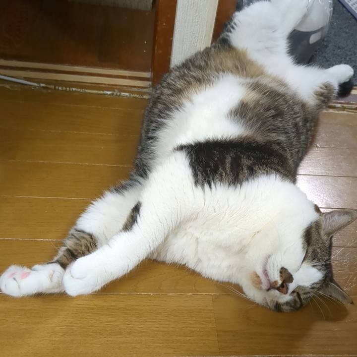 B4bd640c e322 403f ba3a e76fcfff6b9b 1754568103783