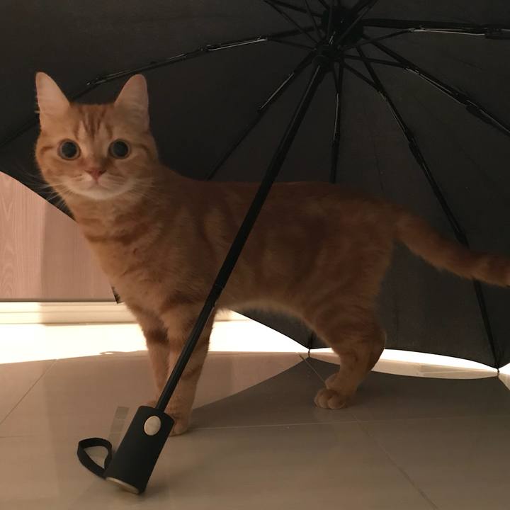 B4be7c5f 0d02 4ee2 9d8e 02708dd45981 1528708964528