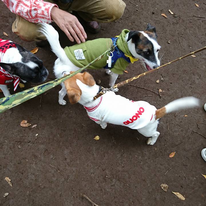 B4c00ad3 41e5 43bf bdeb df374f091666 1509156275380