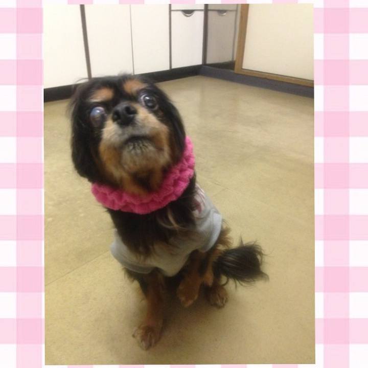 B4c074a7 14e7 4c97 970b 7de494fcd8b2 1529312139629