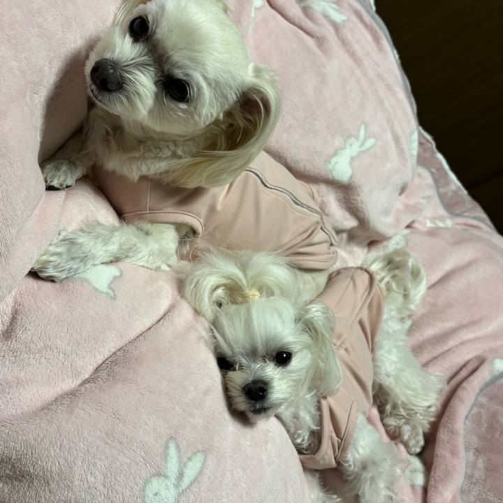 B4c6c62e 7528 4eb4 ae0a 8503abbf8ca3 1765270249516