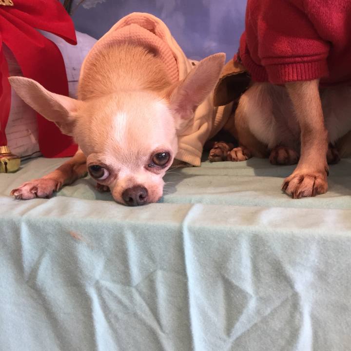 B4c6fd2d 5f7b 42d4 9c9a 9fdf9c02410b 1512296187265