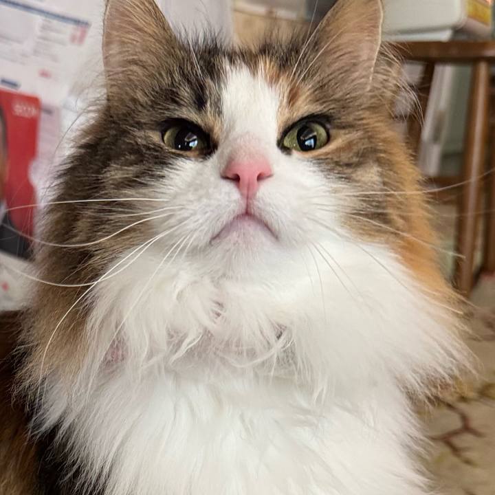 B4cbc532 546a 4f0b ba9b eb089a761eb5 1772863435208