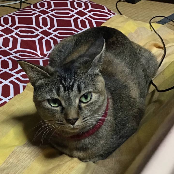 B4ccbc4b 33bf 4b37 8da9 434a9592fdb0 1611311138215