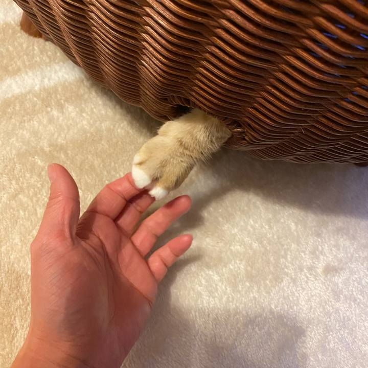 B4ce9a4a 9386 4b3c 85c2 13518e15ef32 1607554190758