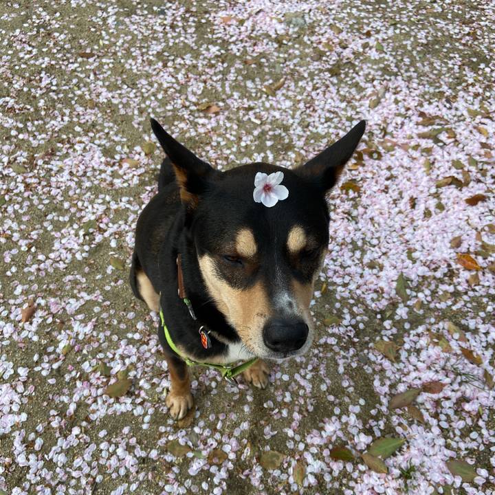 B4cf767b 5e5f 4d4f 9827 e396db2ac266 1617146877454