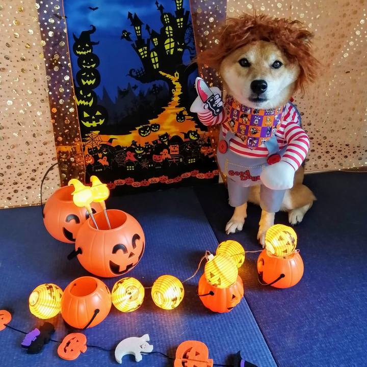 B4cfdc09 8f20 40c0 8497 3f5d4926d0ed 1633263058710