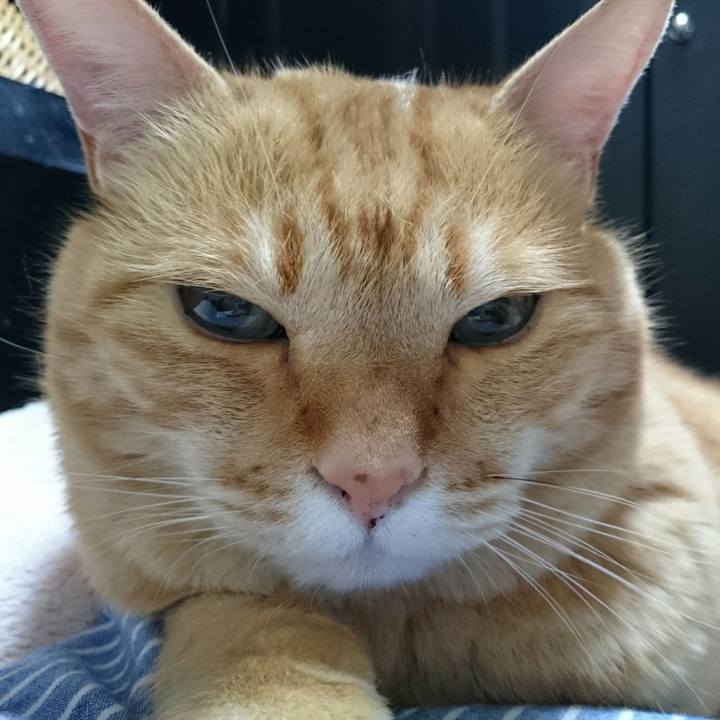 B4d3b0a1 87af 4f28 8394 259ea10fc173 1527291746928