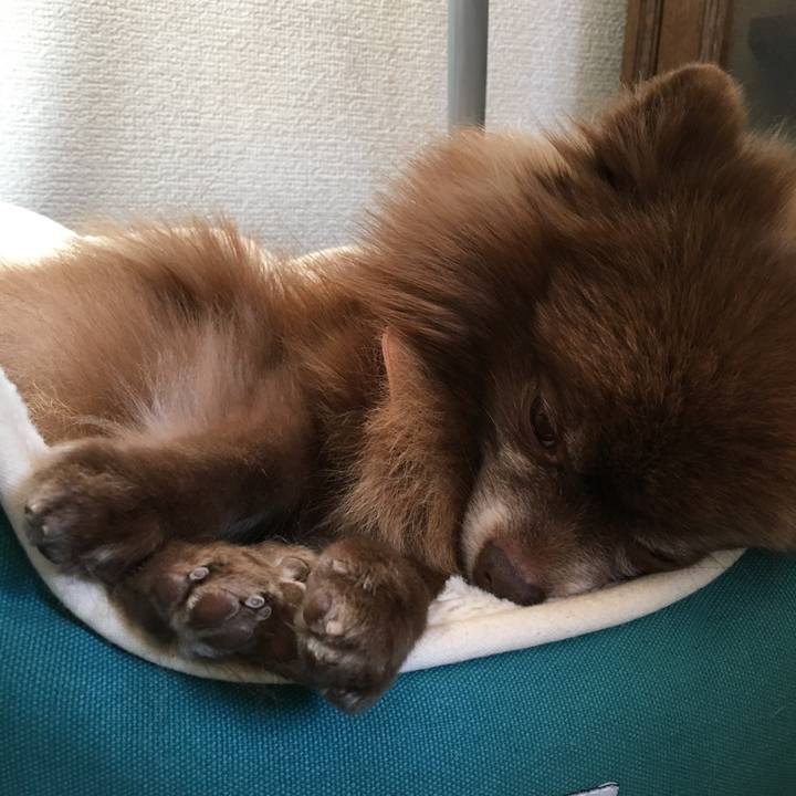 B4d3e733 b548 477c bb03 f9b93d8988e3 1512597208281