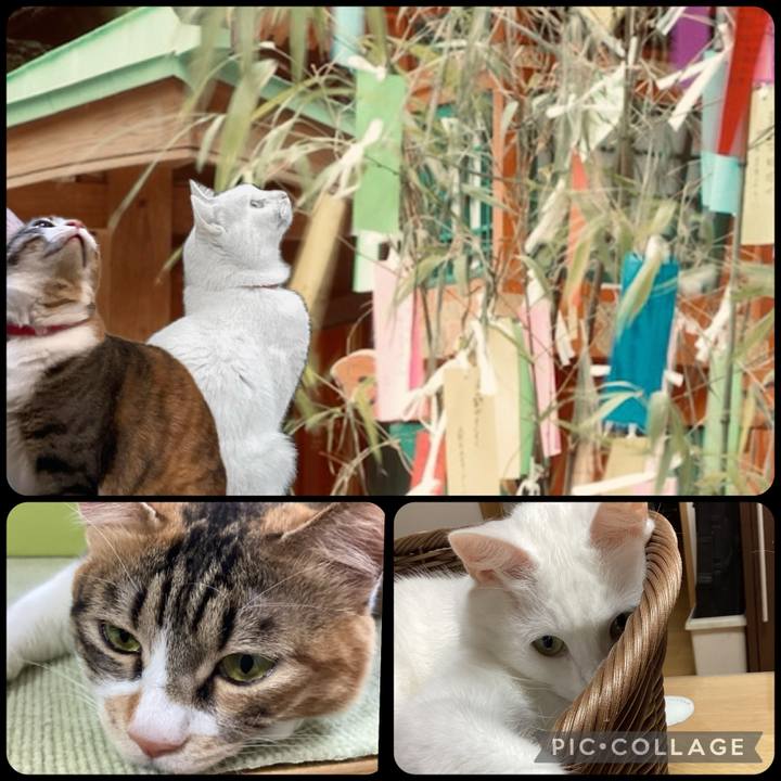 B4d50c5f c454 4807 b0ca 9300bf21a9e1 1720322152914