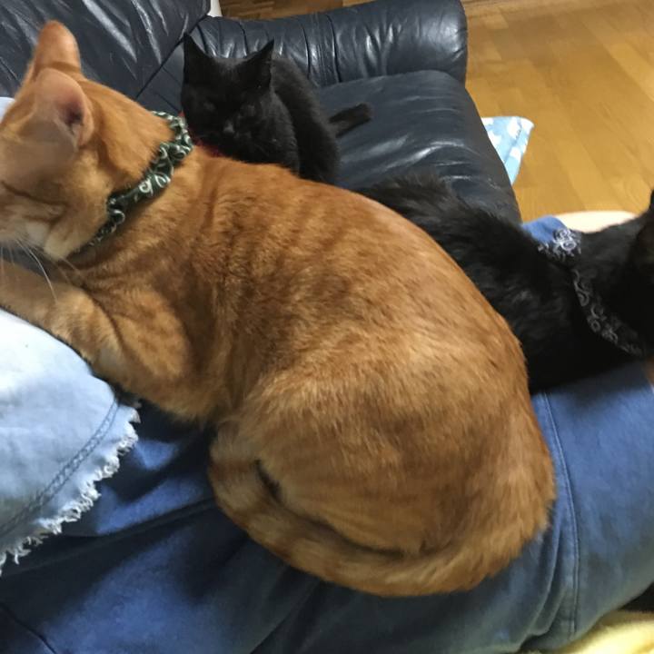 B4d79d11 258b 47a6 8784 3840670ef500 1537359242763