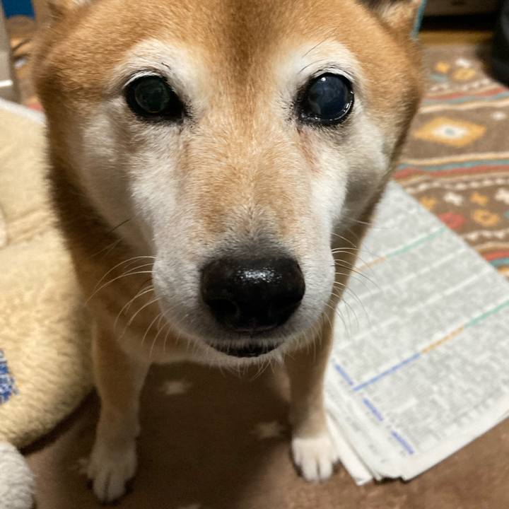 B4d89b85 d78c 49f4 bffa 6da9b3d71f30 1635762315959