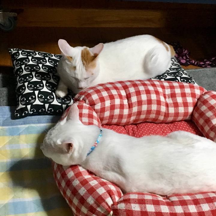 B4db1517 5b6a 476b be6e 7e19ab1fb5da 1524931061303