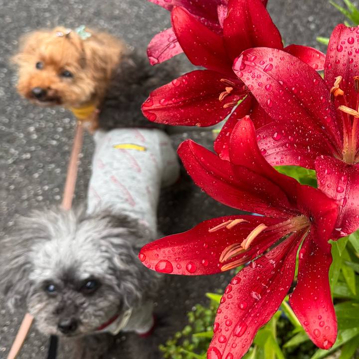 B4dc0a5d 8080 43c2 8e14 04ea38dbcfbc 1749596369577