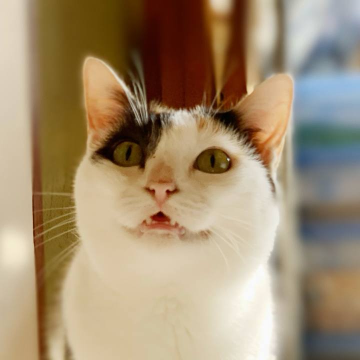 B4dc319c ef63 4801 b472 8dc88ba76aff 1598322501756