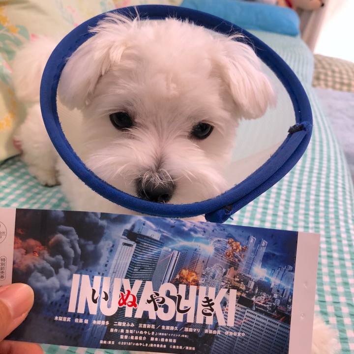 B4dee726 5bb1 41d4 b13f 5e0f184aa262 1527234645077