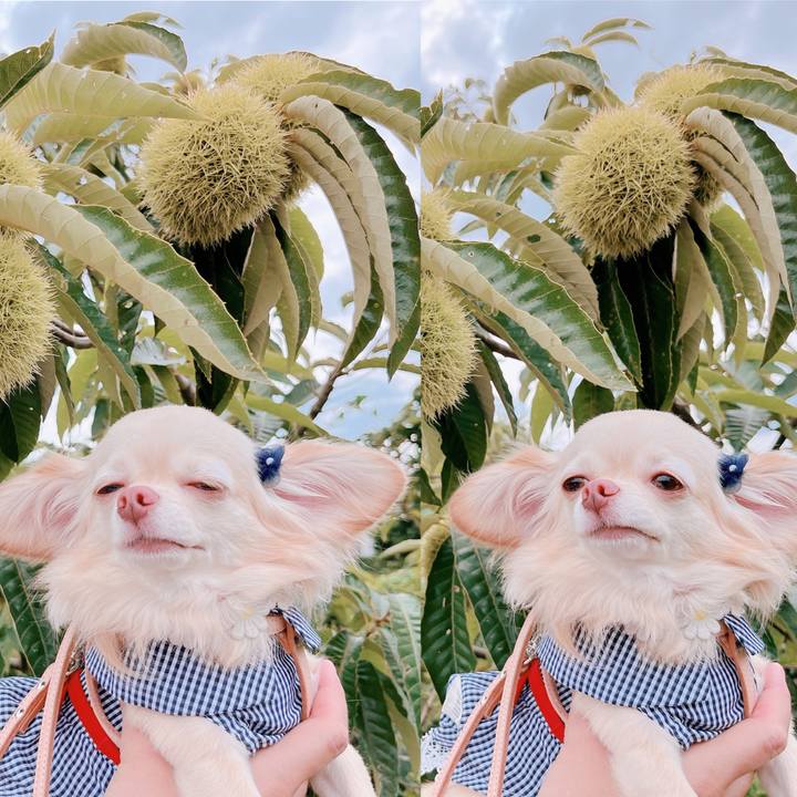 B4e44287 d5b5 47e6 a239 318524b2f8ad 1663661254463