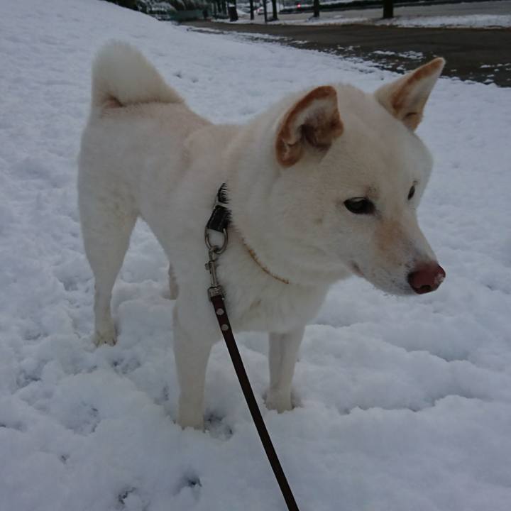 B4e48555 514b 4722 a415 a68a2b6a00d8 1548545086958