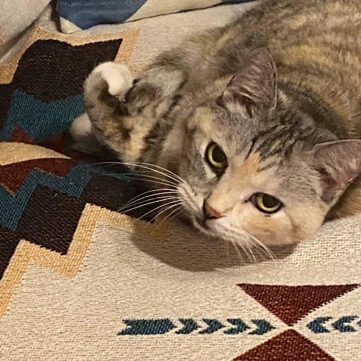 B4e9686a e4ea 4b8f 881b f0c96282331d 1731664783990