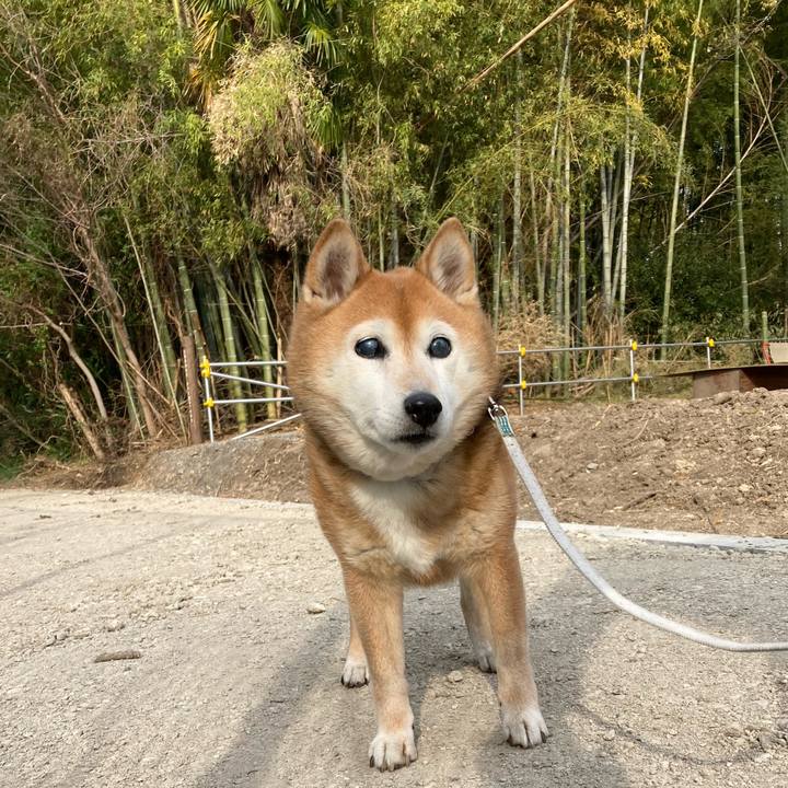 B4ee907c 4c98 494a a22a 4617c024dc1f 1743071727573