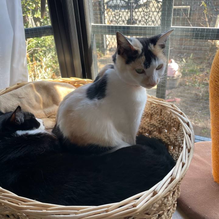 B4f0687e c236 43ed a117 83e3c5badebc 1739420303069