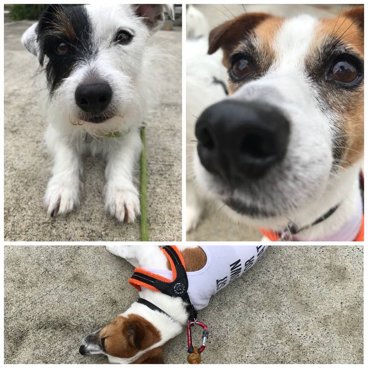 B4f0a7b6 021d 4fe8 ab7e 2a54cf225c1e 1530144925181