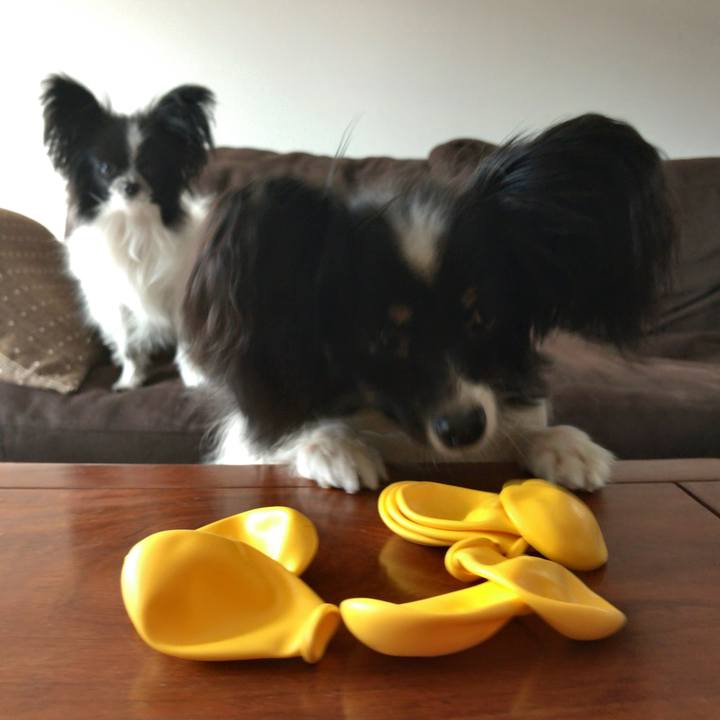 B4f1d953 92b6 4f7d 8177 f0d489b0b3fd 1516496084283