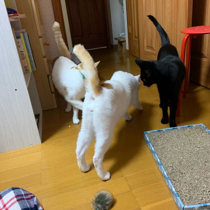 B4f29c63 3442 4b8f b2e7 78e5459a90ee 1574503318502