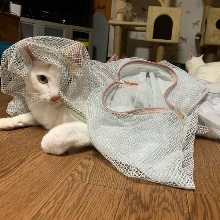 B4f7f389 74fe 4699 b717 1d66629a2529 1572532627098