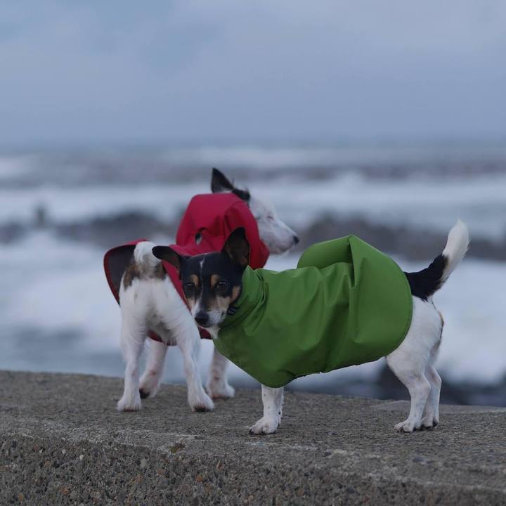 B4fbf8e8 f31b 4497 9a9a 936dbfbe4ce4 1608035129658