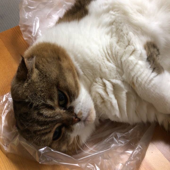 B4fc548a c85a 4737 b221 7d535a341f25 1537269848876