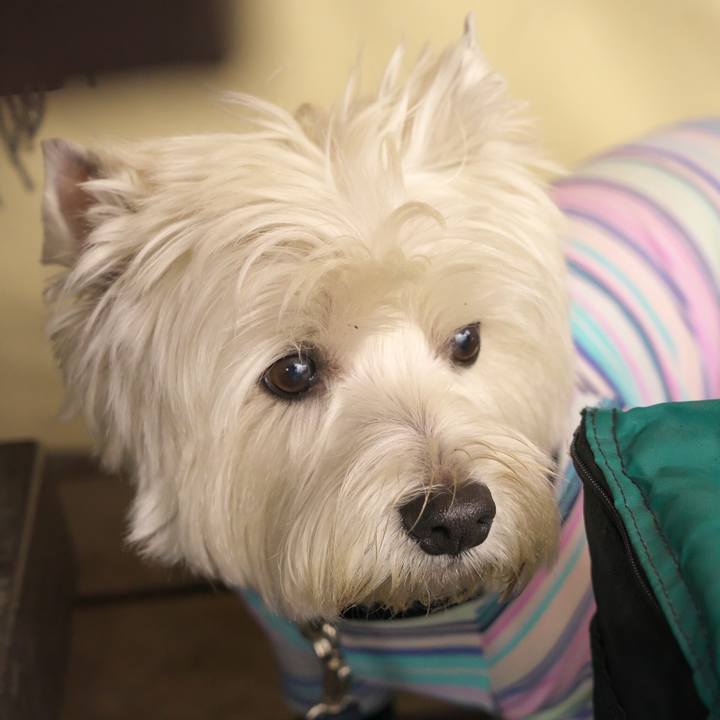 B4ff9ab9 e2c7 4eb3 ba5e 1f94d41baea6 1523232169169