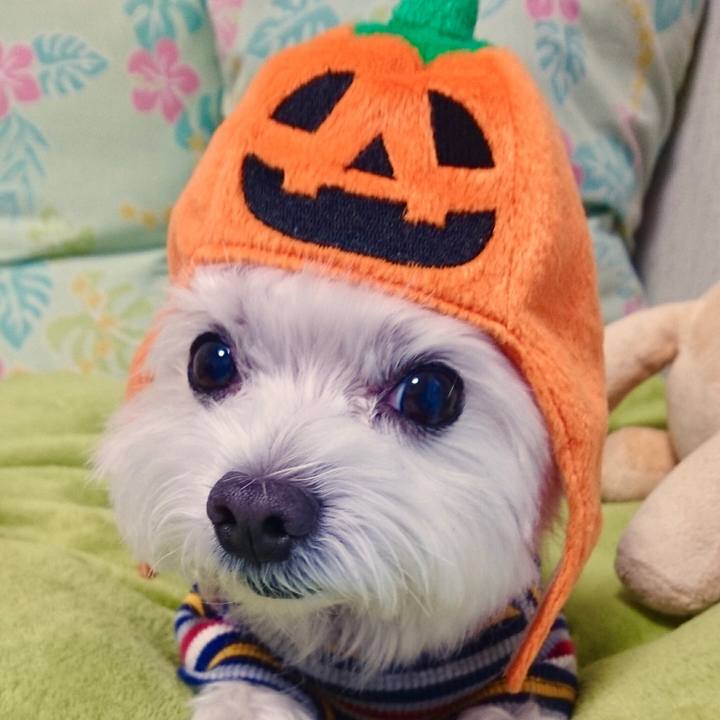 B502bbef 066d 4282 a482 84d218650666 1540946064311