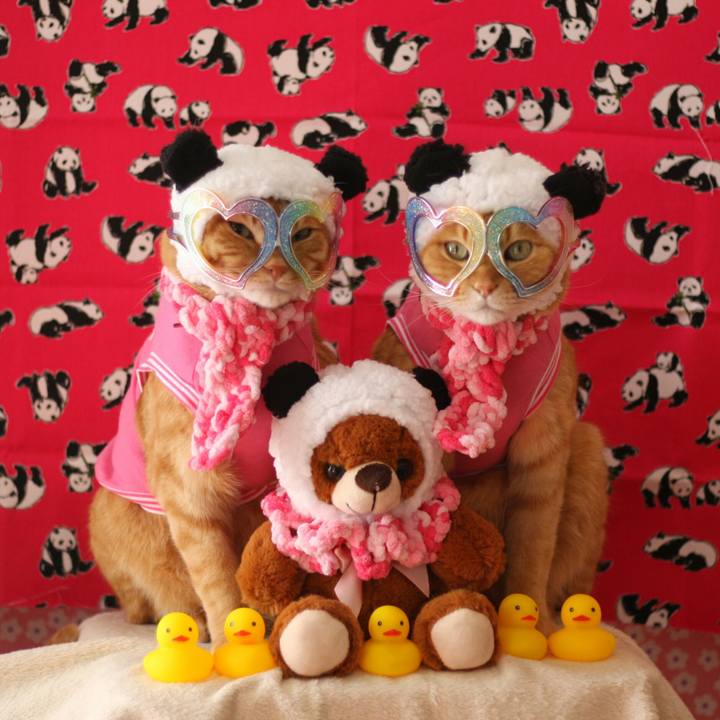 B50428d6 b43a 4a52 8ad8 410543b6bc96 1517903252603