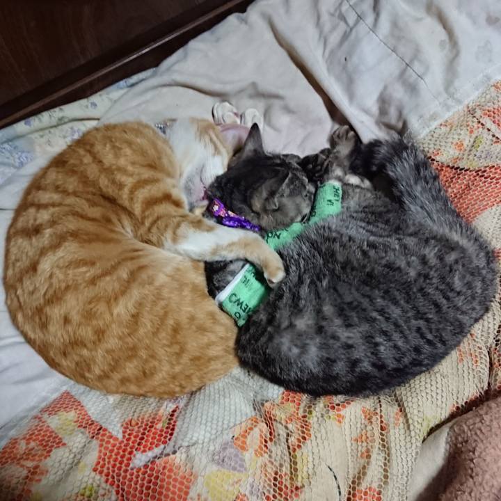 B50a4d9e 6993 4048 b586 5780c41a526b 1587212973443