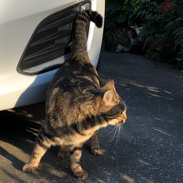 B50a69f6 2376 43d2 b46b c5e03df4fcc9 1540993473584