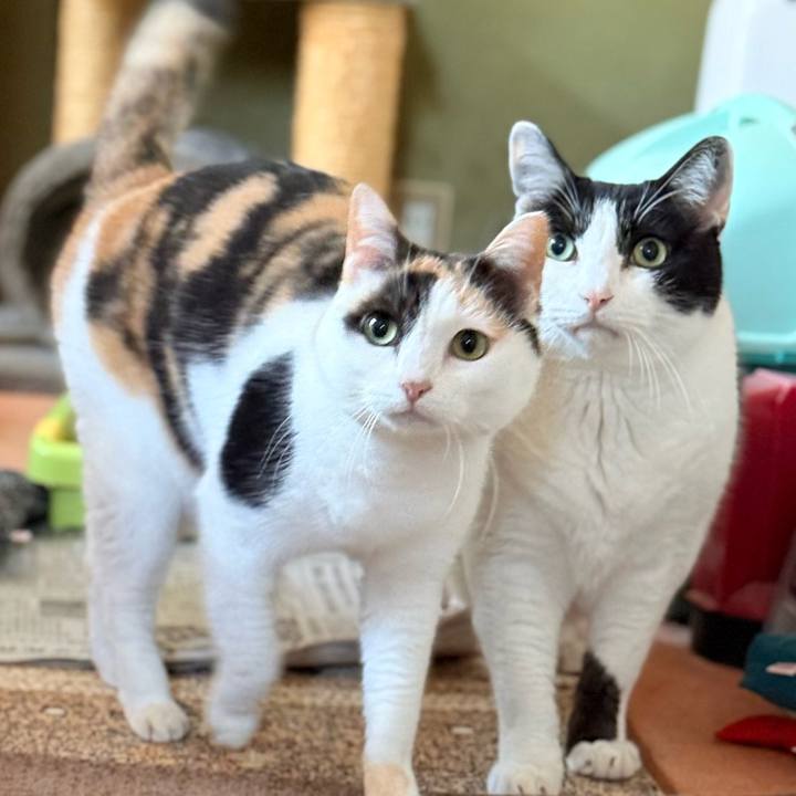 B50b2194 7182 4084 88a7 7bdd28a8a2fa 1769565376030