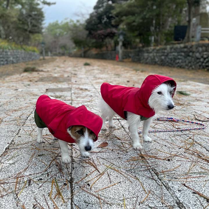 B50b4dc3 da20 48cb 9070 c5e729ac2426 1765755090804