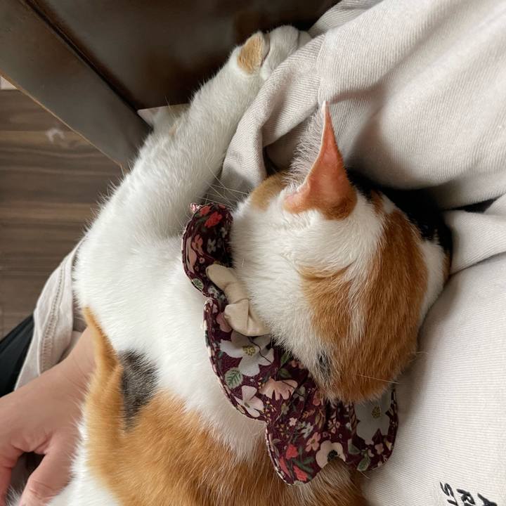 B50be541 2be3 47a2 9b7f 6b075f19b9a7 1756604069364