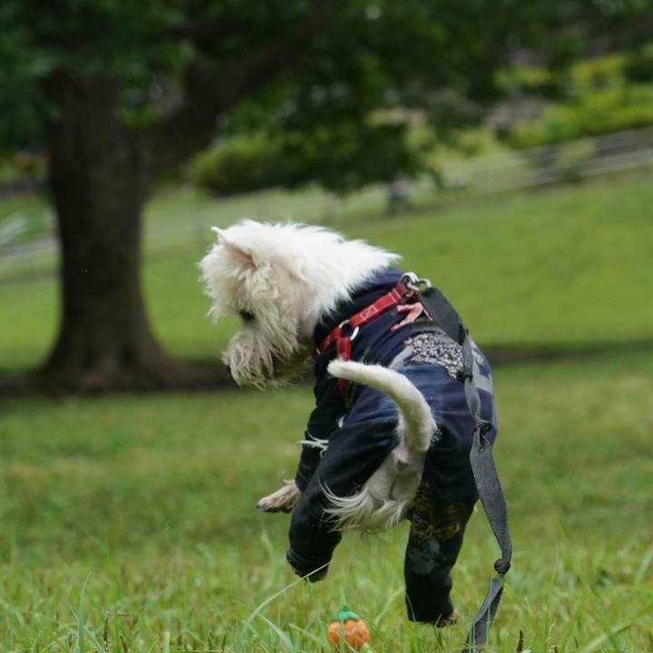 B514b870 d924 455b 8ebb b8d7dd3c753e 1528857960998