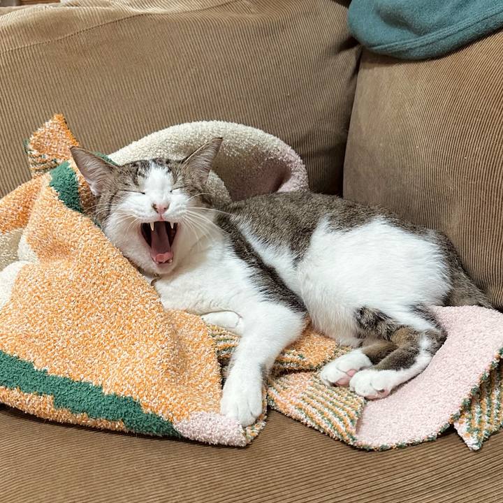 B51500a8 51e4 4368 bd3c 6707a24774b1 1764602090461