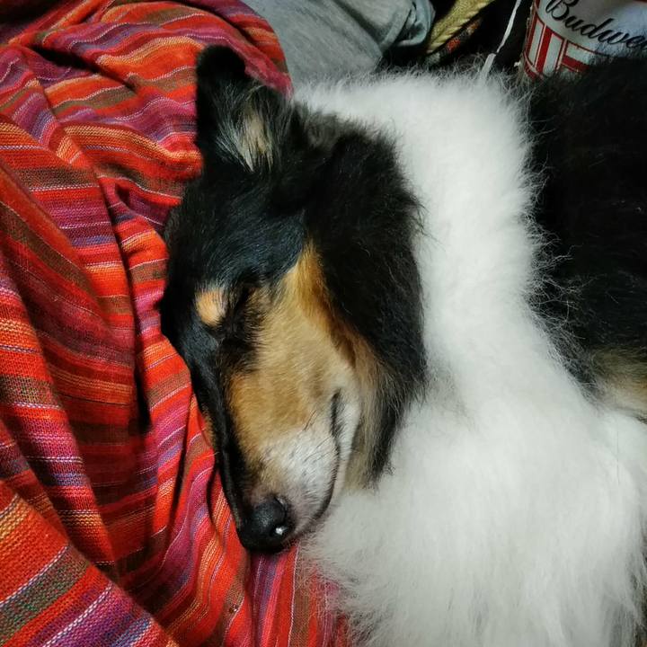 B51a68b9 172a 4bba 85a3 f3f79e6689a4 1509117563005