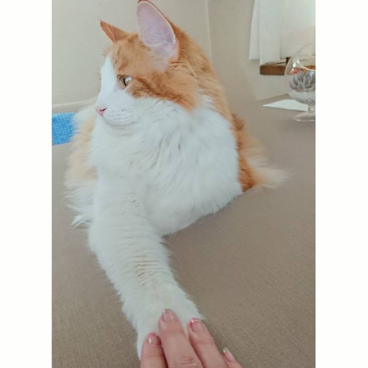 B51a6ffa 54b3 4337 bf26 8bda119513a9 1531703788815