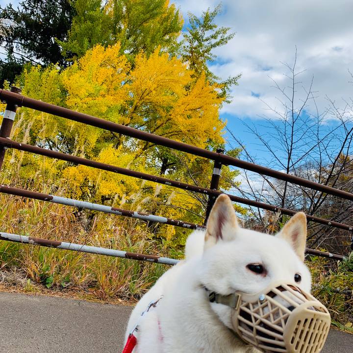 B51b7340 58ec 4508 b96d 8888027f125a 1573023314368