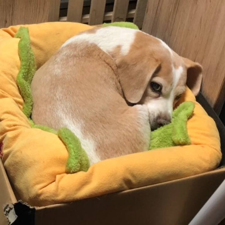 B51c2596 ee24 4225 b2eb d287784f422b 1539095361653