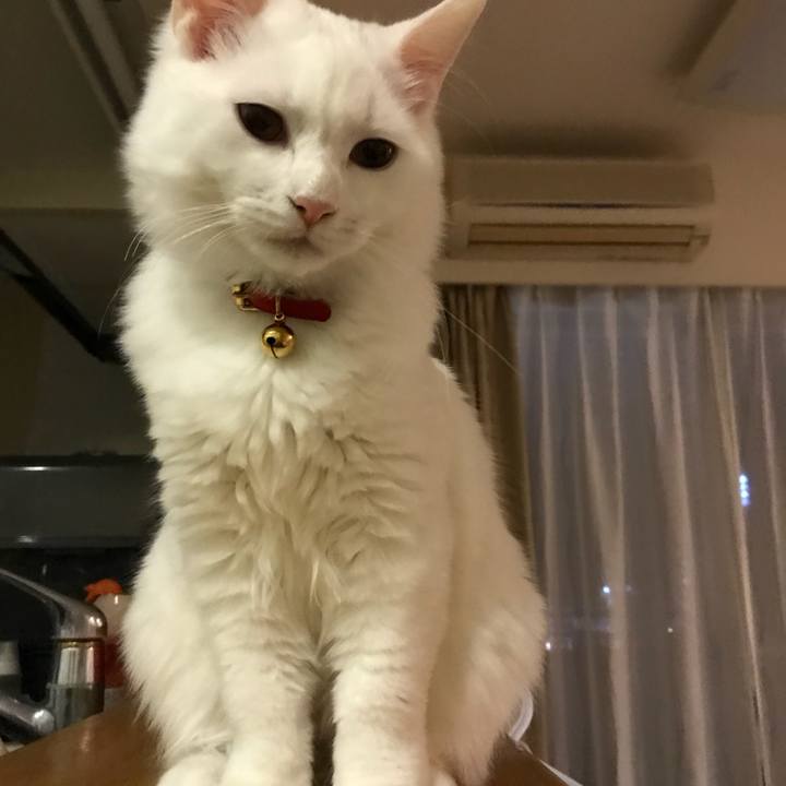 B52294bc ad4d 4cda b810 3246de76413d 1514288476863