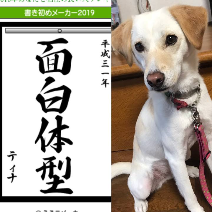 B5229f2d 4272 40be be9c da0c854661e1 1546571235760