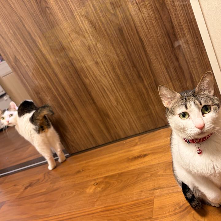 B52a21d1 69e6 4c82 bbe1 dac69f716c3b 1769331771880