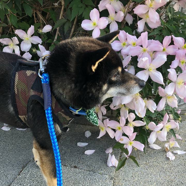 B52c6eba aa37 4928 93c1 bf90298244e0 1527727534081