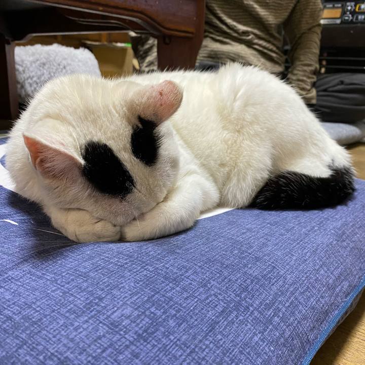 B52dc461 b629 4f18 bd05 6086271b1e5c 1683203415354